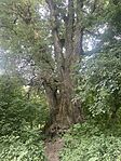 IMG_1695