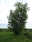 DSC08538