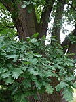 DSC08593