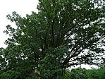 DSC08594