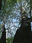 DSC08683