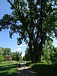 DSC08696