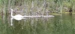 log-image-1780739853323-0
