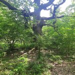 GCMOHO_20260603_131134