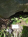 IMG_20260611_134445396_MFNR
