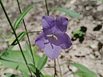 Baracklevelű harangvirág (Campanula persicifolia)