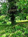 IMG_20260612_124115