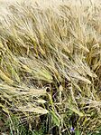 IMG_20260615_135710