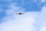 Gólya
