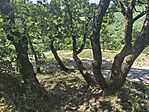 IMG_20260617_101158