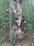 log-image-1783781695987-0