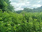 IMG_20260711_091116
