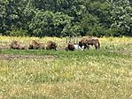 IMG_3716