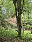 IMG_6384