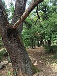 IMG_20260714_110258