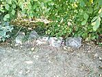 IMG_20260717_111011