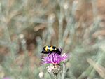 PXL_20260706_090244523.MP