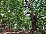 IMG_20260724_104110.jpg
