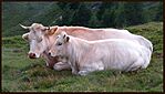 Alpesi idill