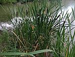 IMG_20260719_121517407_MFNR