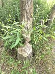 log-image-1783257159436-2