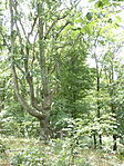 P1100572