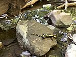szomjas szalamandra