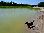 Kutyás strand