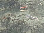 Koi-pontyok mindenütt! 