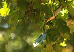 IMG_5799_1