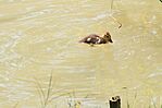 IMG_5786_1