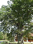 DSC00470