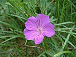Csendélet. Csendélet.