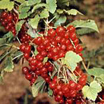 ribizli