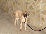 Benito