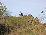 Boszorkány(kő)