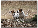 Jack Russell csapat Jack Russell csapat