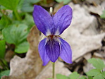Ibolya Ibolya