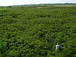 GCOHAL JUNGLE GCOHAL JUNGLE