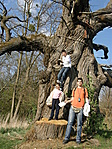 295. Szentgyörgyvári gesztenyefa (GCSZVG)