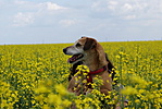 Pegikutya