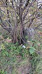 IMG_20241014_173533